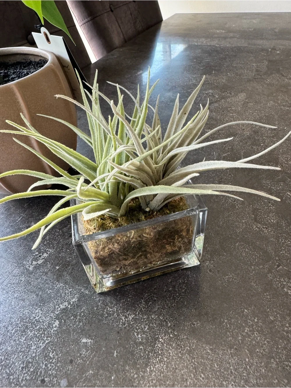 Faux plant set / target plants / home accents